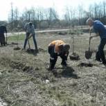 В области продолжается посадка деревьев в преддверии празднования Дня Победы