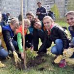 В Заринске при поддержке «Единой России» высадили «Аллею Победы»