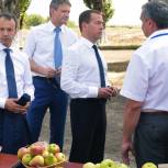 Медведев ознакомился с новыми технологиями выращивания фруктов