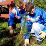 В Хабаровском крае высадили десятки кедров в рамках акции «Лес Победы»