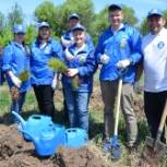 Амурские единороссы высадили сеянцы сосны в Муравьевском парке