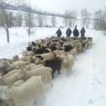 Партийцы оказывают помощь чабанам, пострадавшим от снегопада