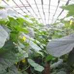 Дудкин: Россия – это не мегаполис, а сельские территории