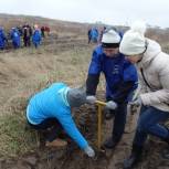 Лес из 15 тысяч деревьев высадили в Тольятти