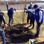 Единороссы Ишима присоединились к акции по посадке деревьев