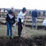 В Туймазинском районе в честь героев войны посадили более 10 тысяч деревьев