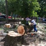 Единороссы помогают курянам с проблемой аварийных деревьев