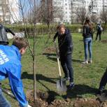 В Ростове прошел День весеннего древонасаждения