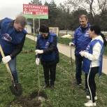 100 каштанов украсили улицу в Ессентуках