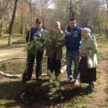 Во дворах Центрального района продолжаются посадки саженцев