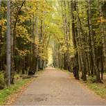 Более 850 новых деревьев высадят по партийной программе в Новой Трехгорке