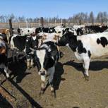 Овощеводство и животноводство возрождается в отдаленных поселках Магаданской области