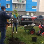 В рамках партийного проекта «Здоровое будущее» в Перми высадили более 100 саженцев