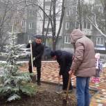 Благоустройство двора завершилось высадкой ели