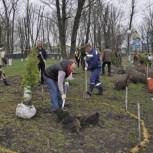 В центральном парке Вейделевки заложили сирингарий