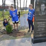 В рамках проекта «Чистая страна» в Гордеевке партийцы высадили туи