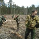 Добровольцы высадили саженцы хвойных пород на территории Килемарского лесничества