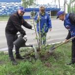 В Клинцах в рамках акции по озеленению города высадили сто молодых деревьев