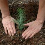 Представители «Единой России» в рамках всероссийской акции по озеленению городов высадят 3 млн деревьев