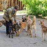 В Заксобрании области рассмотрят инициативу единоросов по безнадзорным животным