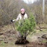 Искательские депутаты предлагают пересадить деревья со стройплощадки