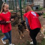 В Брянской области волонтеры передали приюту для бездомных животных 53 кг корма