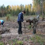 На двух гектарах Килемарского лесничества добровольцы высадили саженцы хвойных деревьев