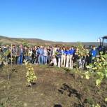 В селе Татарка высадили более 200 деревьев