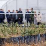 Нетёсов: Необходимо добиться воспроизводства леса до 100% по сравнению с вырубленным и погибшим