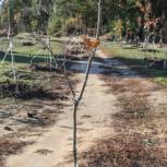 Депутаты Воронежской городской Думы перечислили личные средства на проект «Дерево памяти»