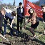 Станица Бриньковская Приморско-Ахтарского района присоединилась к Международной акции  «Сад памяти»