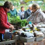 Продажа рассады будет организована в садовых обществах 