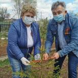 В городском округе Домодедово проходит эколого-патриотическая акция «Лес Победы»