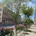 Новые деревья и кустарники украсят улицу Куйбышева в Самаре