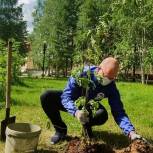 В городе Урай в ХМАО единороссы поддержали акцию «Сад Памяти»