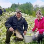 Для раздачи волонтерами - урожай белокочанной капусты от фермера