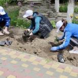 Активисты Чернышковского МО «Единой России» высадили аллею роз в центральном парке поселка