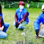 Активисты Киселевска высадили ели и сосны в «Саду Памяти»