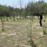 В Петропавловском районе появится Аллея памяти