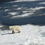 Совфед одобрил пакет законов о господдержке бизнеса в Арктике