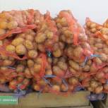 Ценовой мониторинг: в Пензенской области самые низкие в ПФО цены на овощи