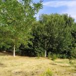 Деревья Калмыкии: Главная задача – правильно начать работы по озеленению