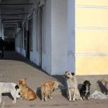 В Улан-Удэ провели "круглый стол", посвященный бездомным животным
