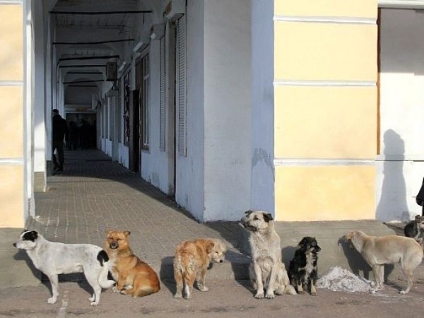 Круглый стол по проблемам бездомных животных