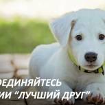 В Москве стартовал волонтерский проект «Лучший друг»