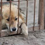 За жестокое обращение с животными грозит реальная ответственность