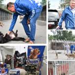 В Пскове приюту для бездомных собак общественники передали корм и медикаменты