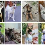 Сторонники Югры организовали онлайн-фотовыставку питомцев приюта для животных «Ковчег»