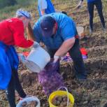 Единороссы помогли центру «Надежда» в уборке картофеля