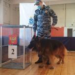Безопасность избирательных участков в Лабытнанги проверил пес